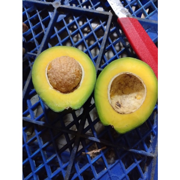 

Alpukat Mentega 5-6 pcs per KG