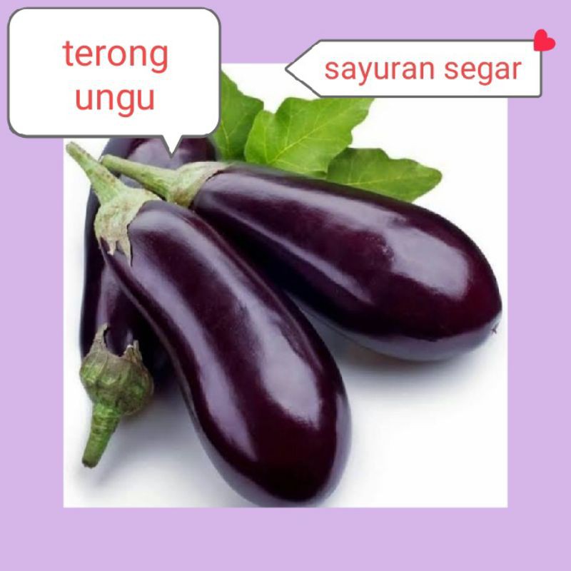 

TERONG UNGU