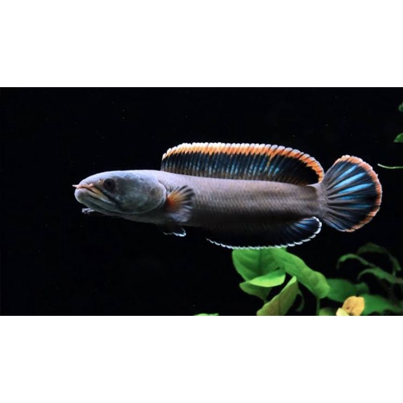 Promo  Ikan Chana Limbata Rim Biru / Kuning Termurah