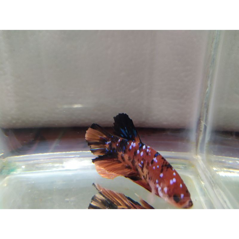 Red koi Galaxy Top Grade