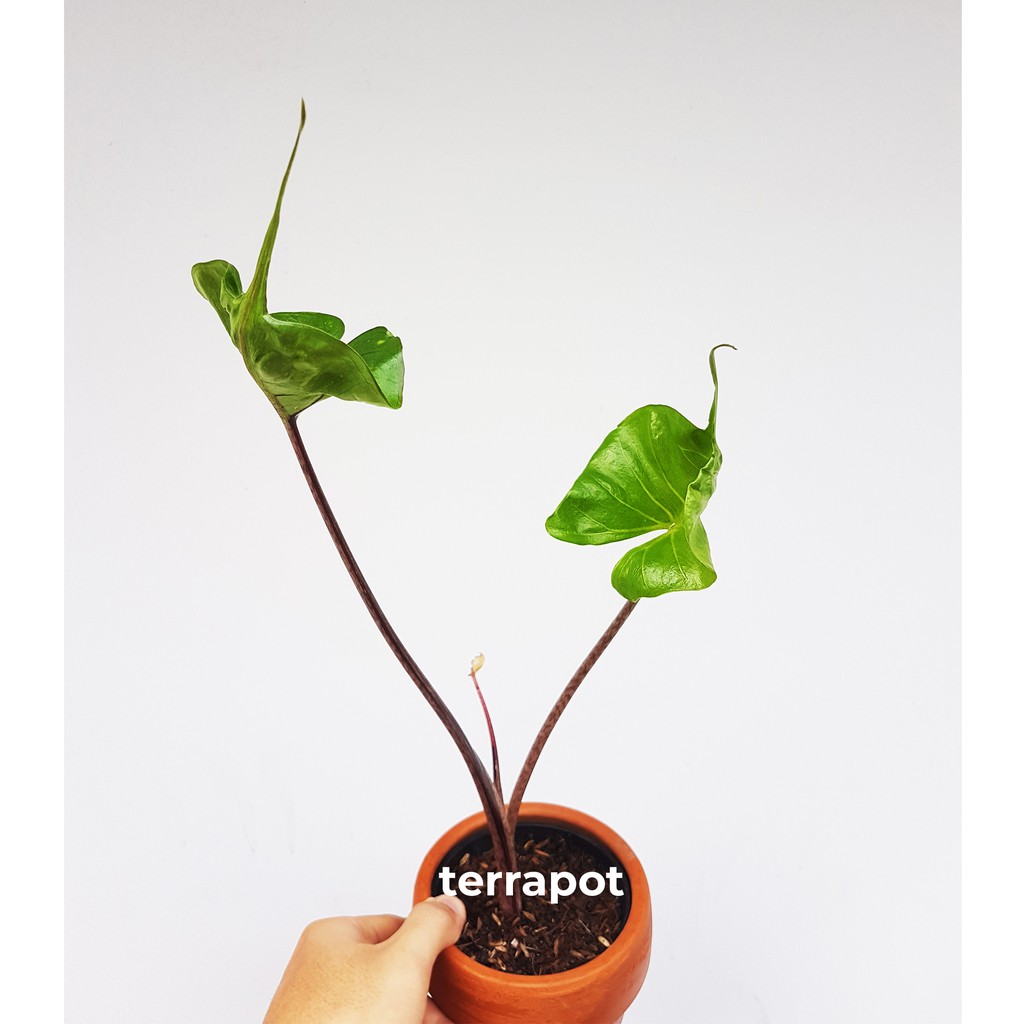 Alocasia Stingray
