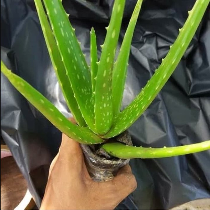 Tanaman Lidah Buaya/Tanaman Herbal Lidah Buaya