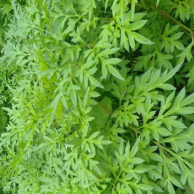 

Kenikir lalap sayur segar tanaman