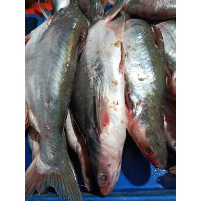 

Ikan Patin Segar 1 kg