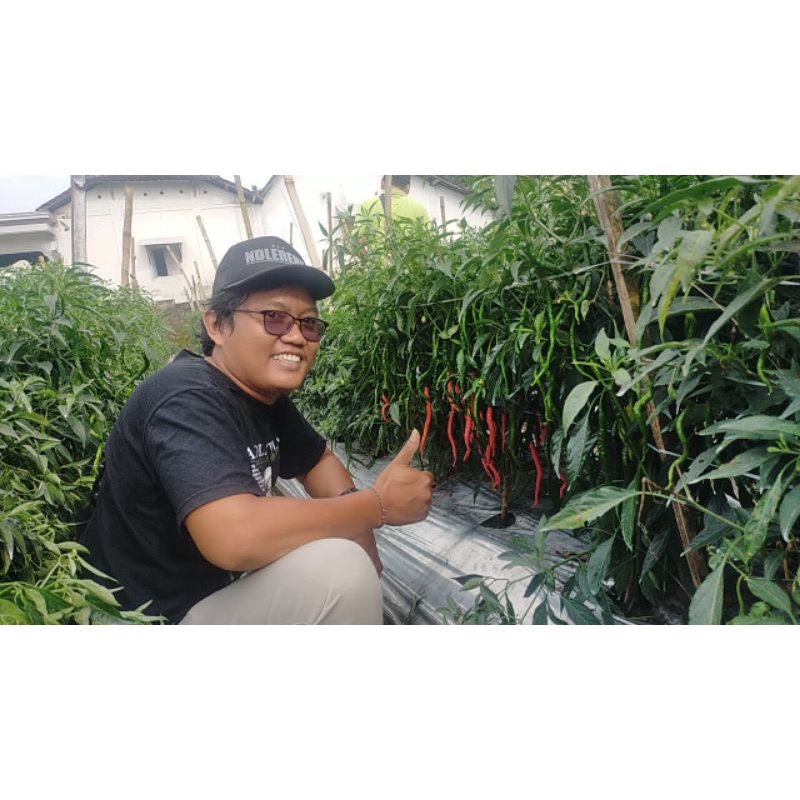 CABE KERITING HIBRIDA F1 SIBAD 46