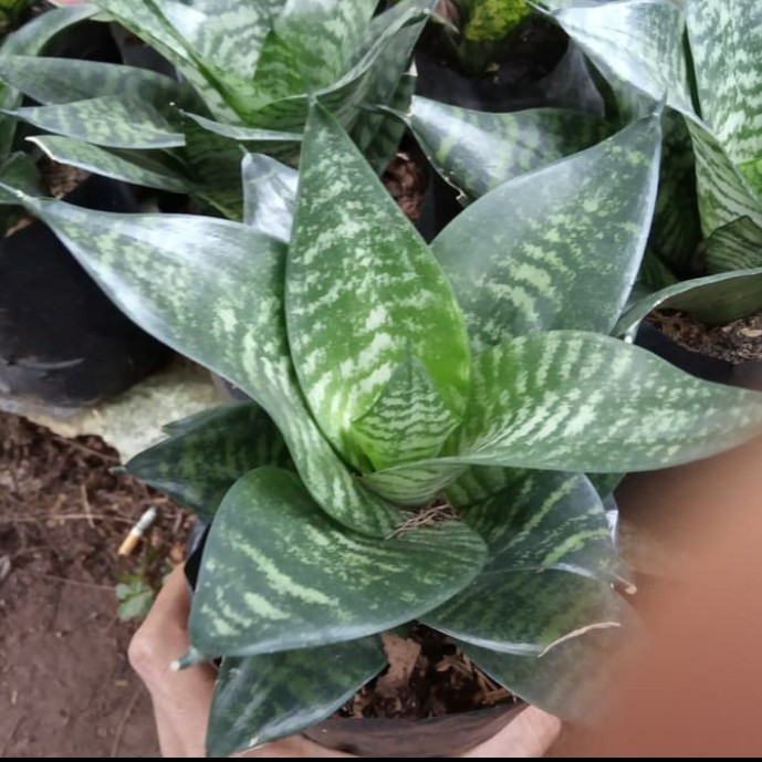 Tanaman Lidah Mertua Mini Tanaman Sensivera Mini Tanaman Lidah Mertua