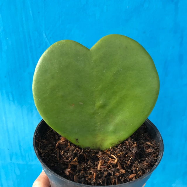 Tanaman Sukulen | Hoya Love