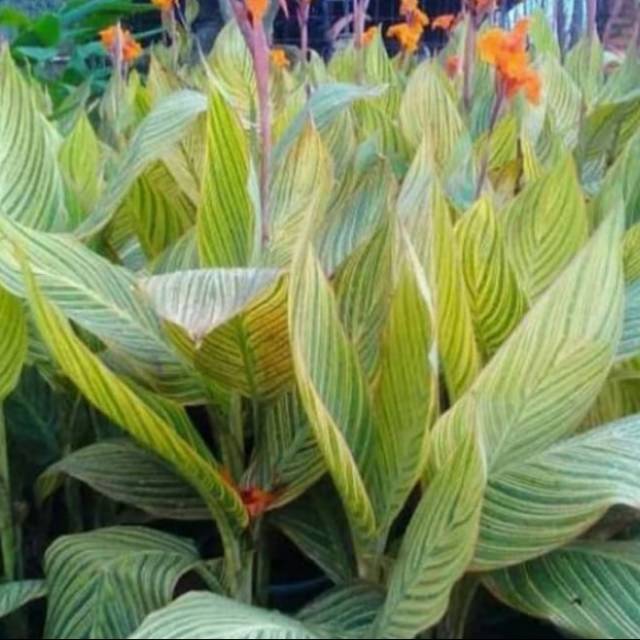 Tanaman hias. Pohon pisangan kana