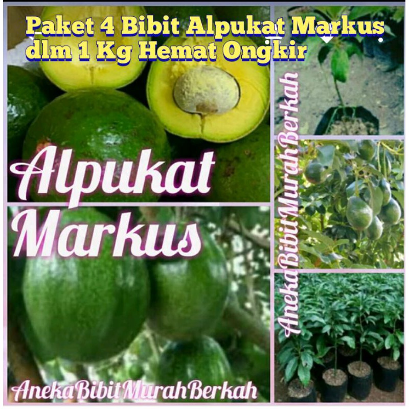 Paket 4 Bibit Alpukat Markus dlm 1 Kg Hemattt Ongkiirr