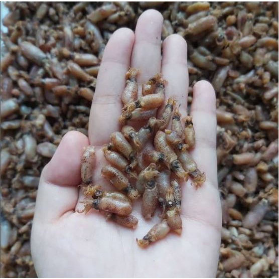 

Baby Cumi Premium ukuran 0,5-2cm super kecil