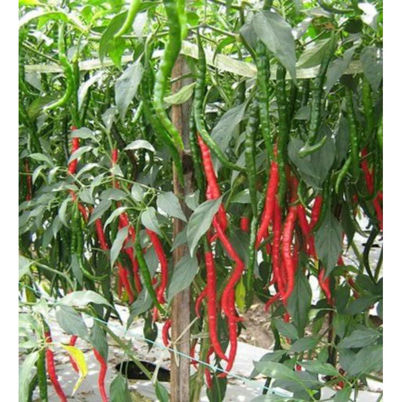 Benih Cabe Keriting 35 biji