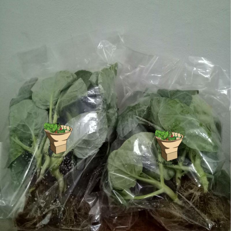 

Kailan - Sayur Hidroponik 250gram