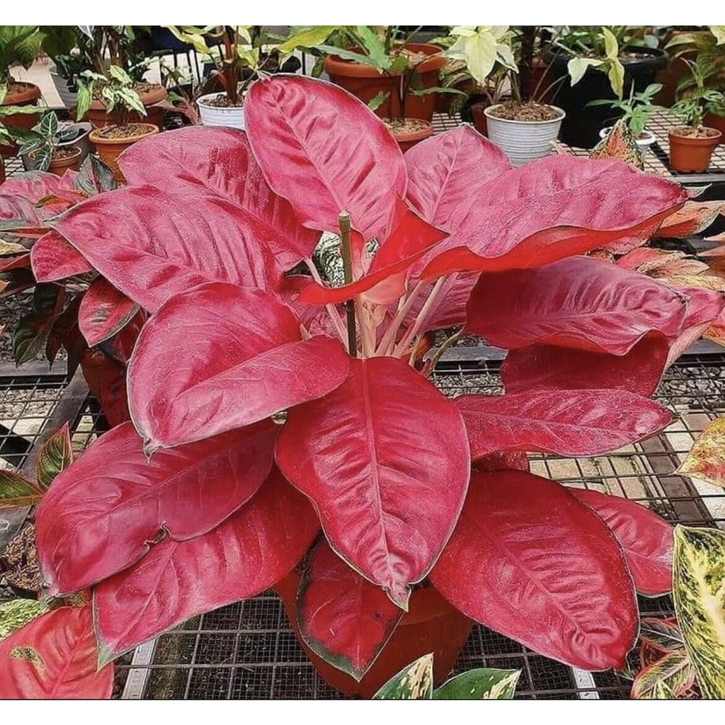 bibit bonggol Aglonema super red khocin / Aglonema merah murah