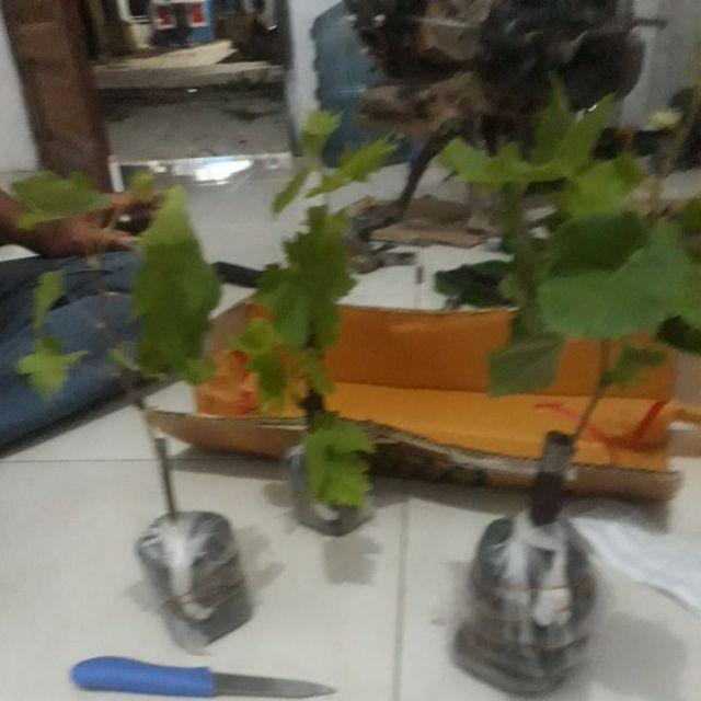 Bibit Tanaman Buah Anggur Import Transfiguration