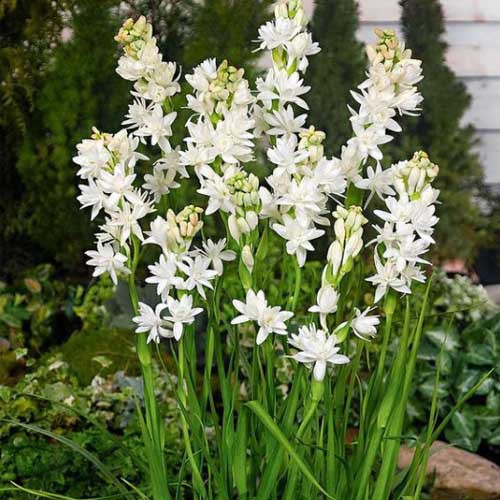 bibit tanaman hias bunga sedap malam bunga putih - bunga sedap malam