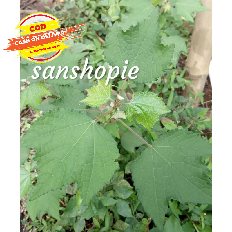 

Daun pulutan segar paket 500 gram