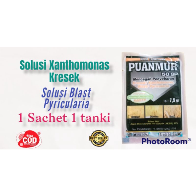 PUANMUR 50 SP 7,5 Gram