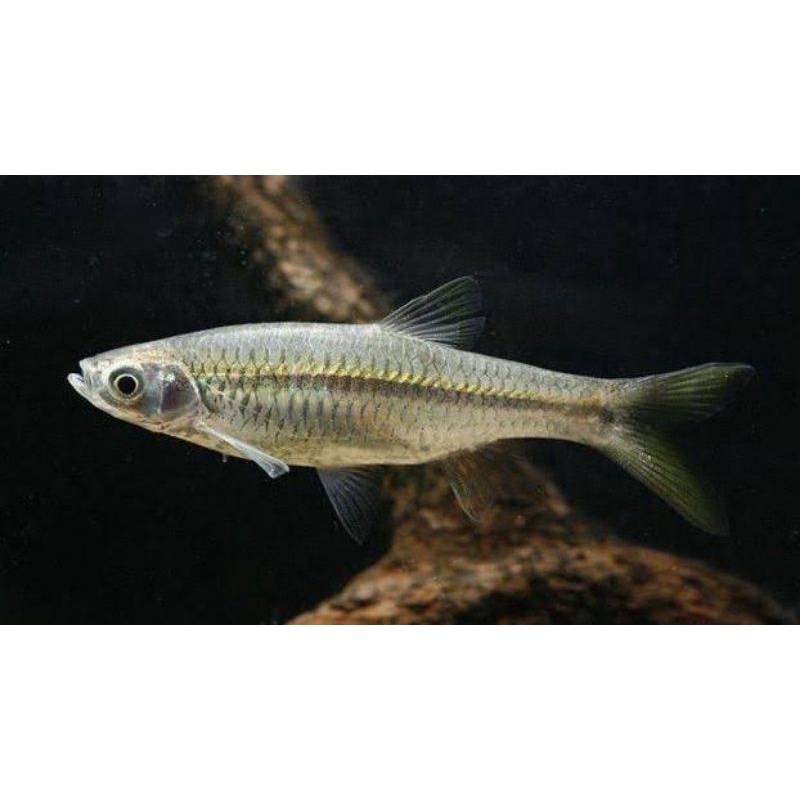Ikan wader hidup / wader pari isi (60 ekor)