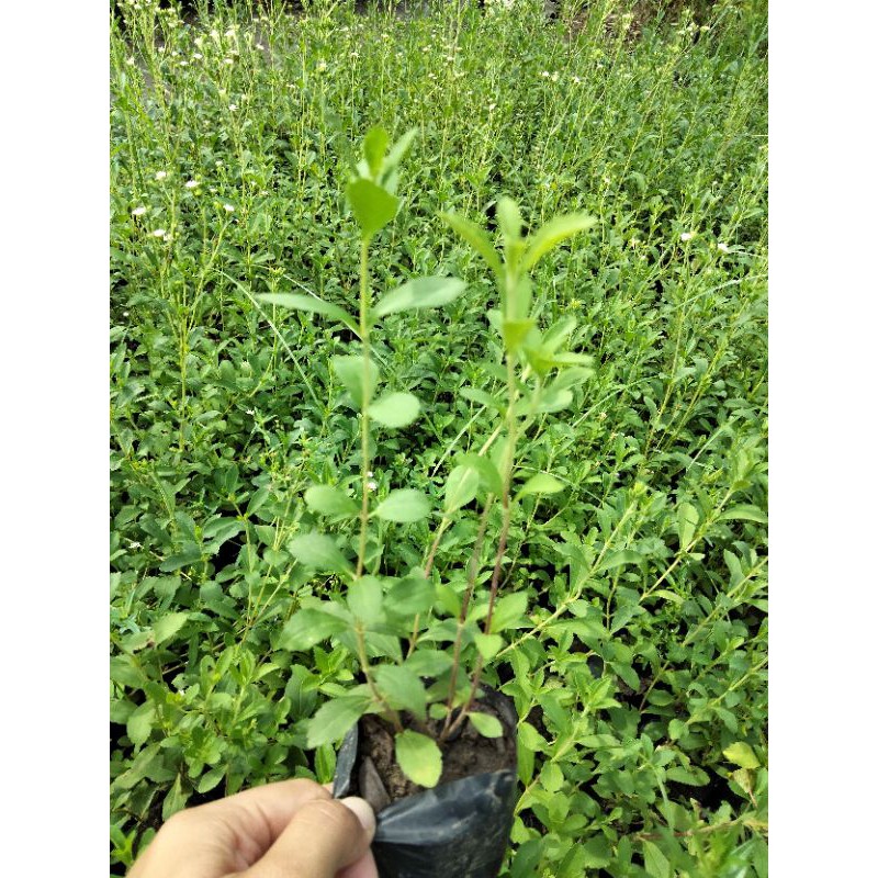 Bibit Tanaman Stevia Herbal Super Unggul