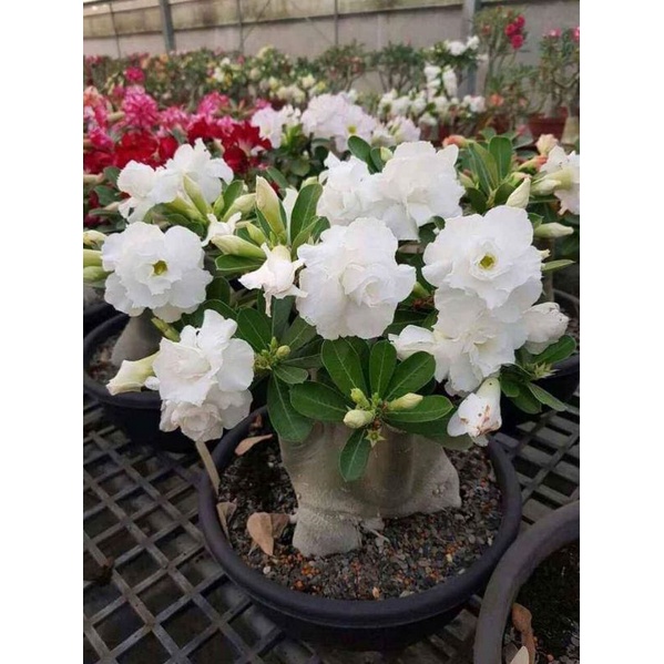 Bahan bonsai Adenium - Kamboja Jepang - Bonggol Besar