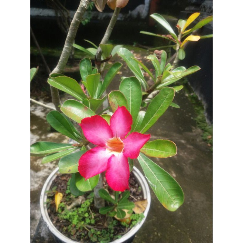 biji benih kamboja jepang klasik per 10 biji