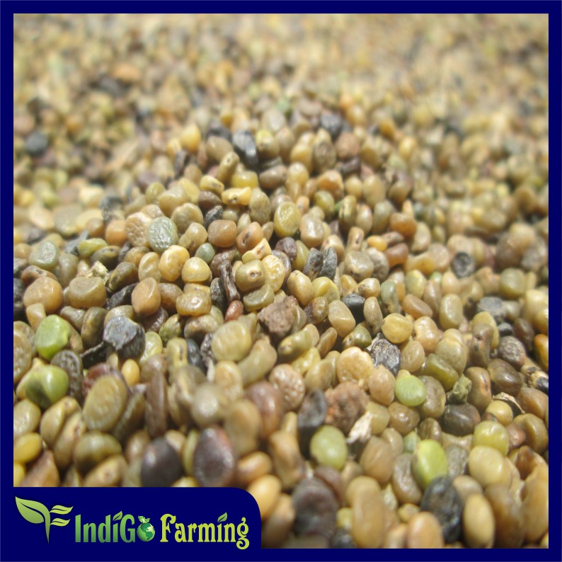 Biji Benih Indigofera 1Kg