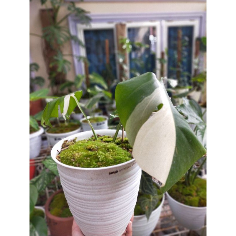 Tanaman Monstera Variegata