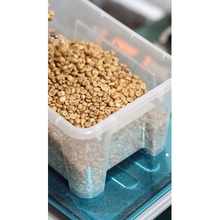 Biji Kopi Robusta gayo Kopi Mentah Robusta Kopi Grean Bean Robusta Gayo Biji robusta Gayo Aceh