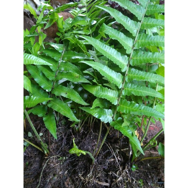 Bibit Pakis sayur Organik Sayuran Segar Organik per 10-12 Bibit