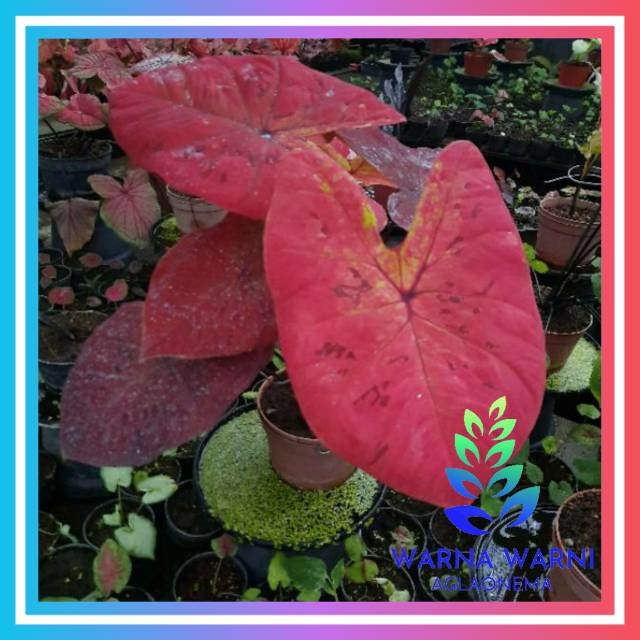 Red Dragon Bibit Caladium Red Dragon Keladi Merah Keladi Red Dragon Keladi Murah Shopee Indonesia