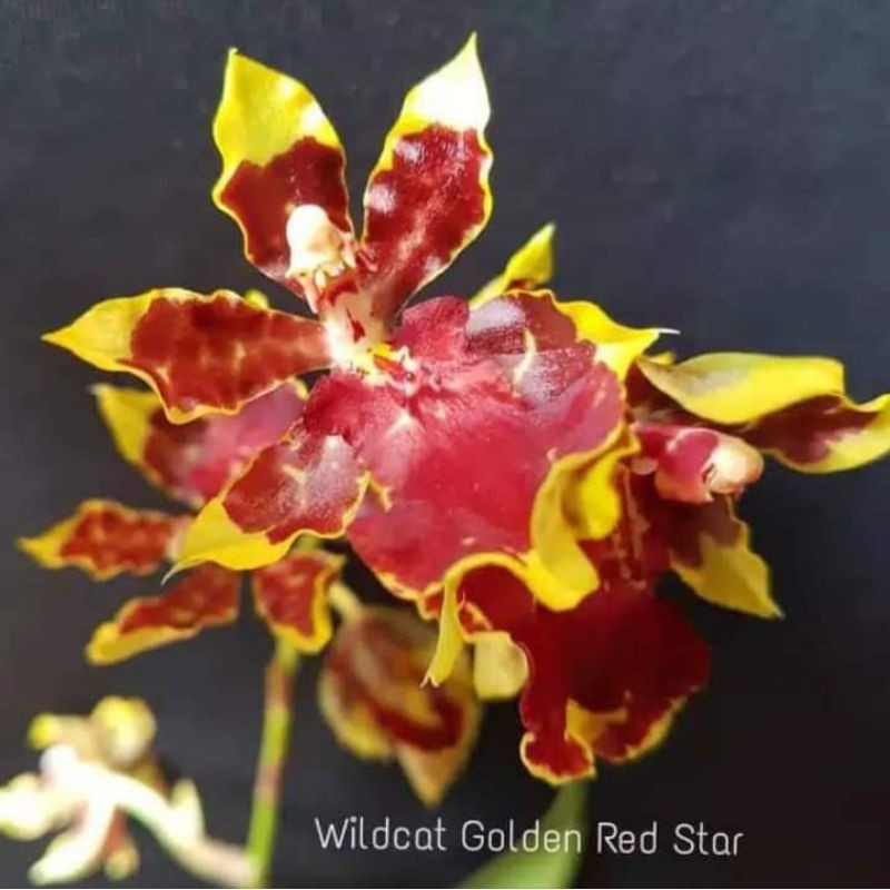 Oncidium (dewasa)