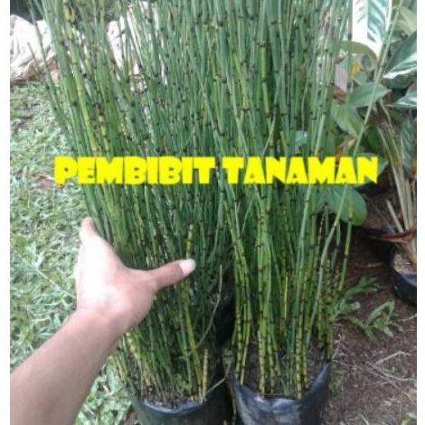tanaman bambu air - pohon bambu air - tanaman air bambu hias