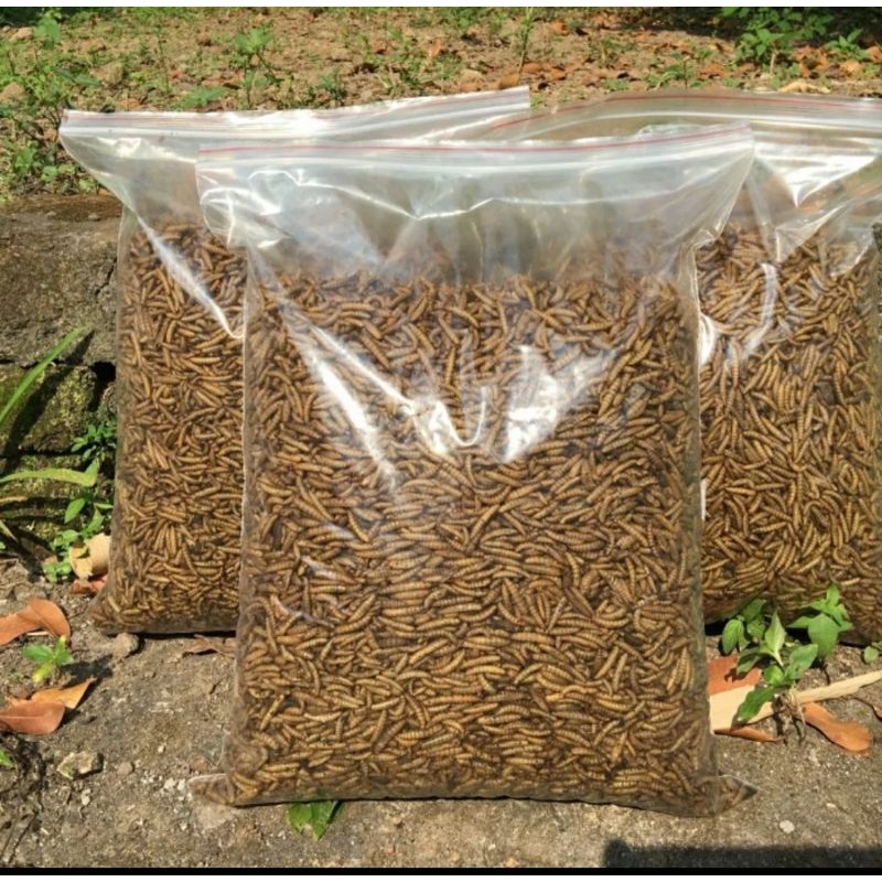 Jual magot oven 1kg magot dry magot bsf kering maggot oven maggot