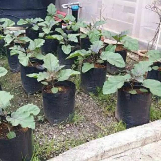 1 Lembar - Polybag / Polibag 35x35 Untuk Tanaman Sayur Sayuran Tebal Dan Tahan Lama / Media Tanam