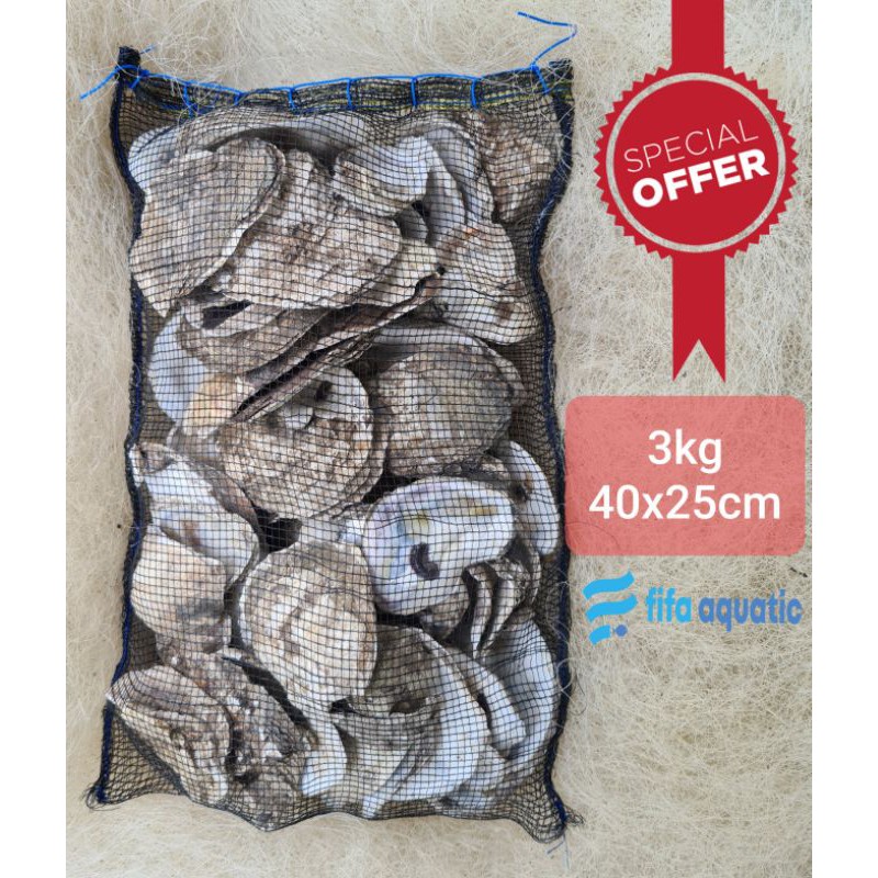 Kerang filter 3kg / cangkang oyster media filter