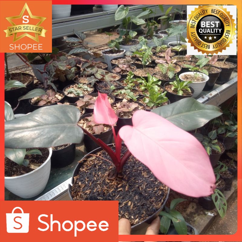 Tanaman hias philo Dark lord pink