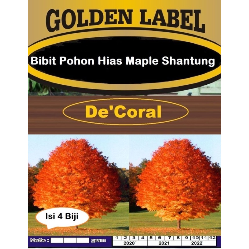 Bibit Pohon Hias Maple Shantung | Benih Pohon Hias Maple Shantung