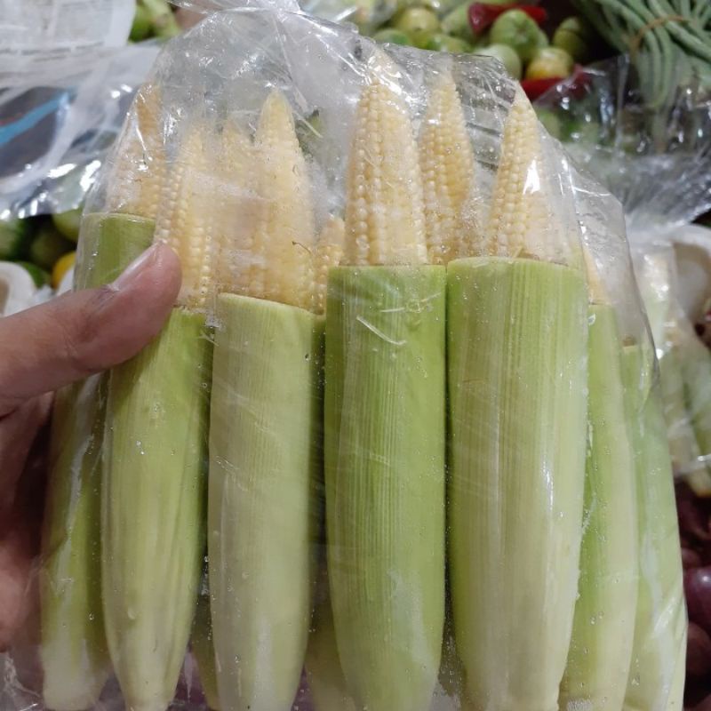 

jagung muda