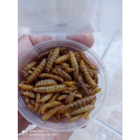 Mealworm dried maggot larva kering BSF