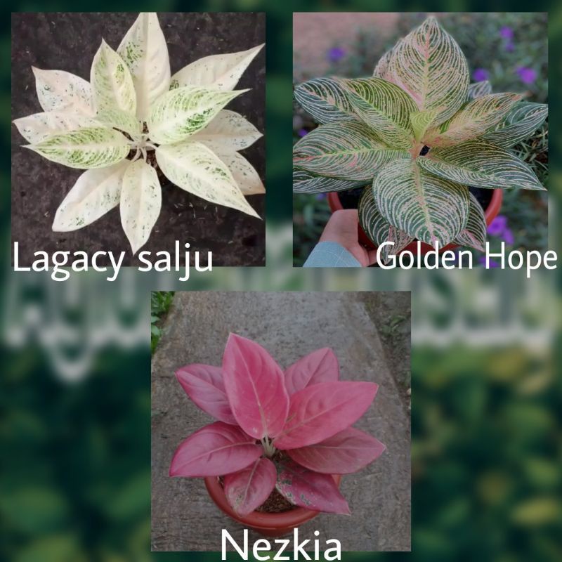 3PAKET BIBIT BONGGOL Aglonema- Legacy Salju, Nezkia, Golden hope