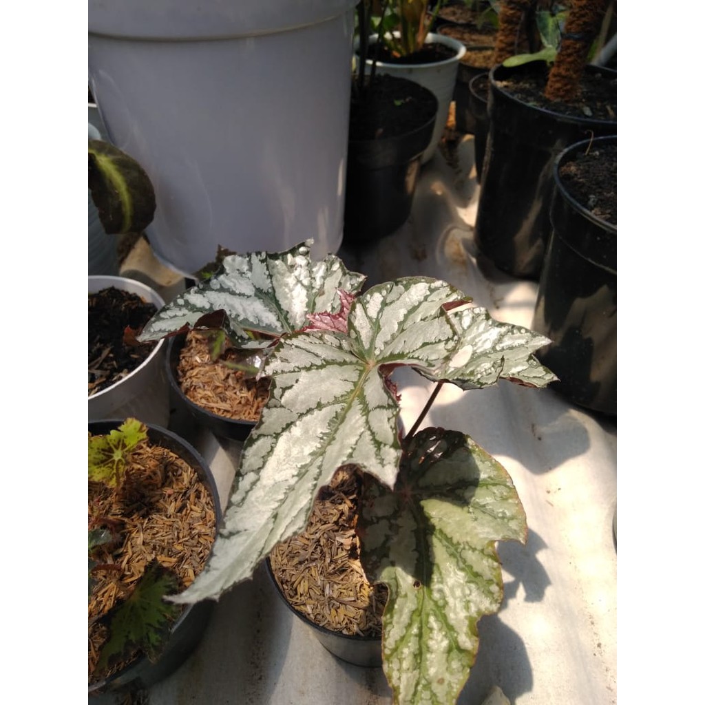 BEGONIA BINTANG