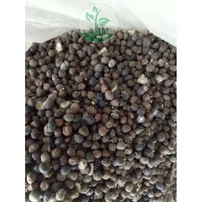 Benih Biji Kapuk Randu Klenteng