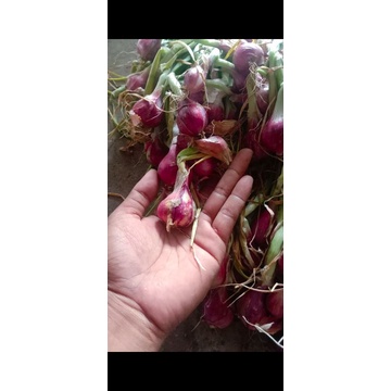 

bawang merah