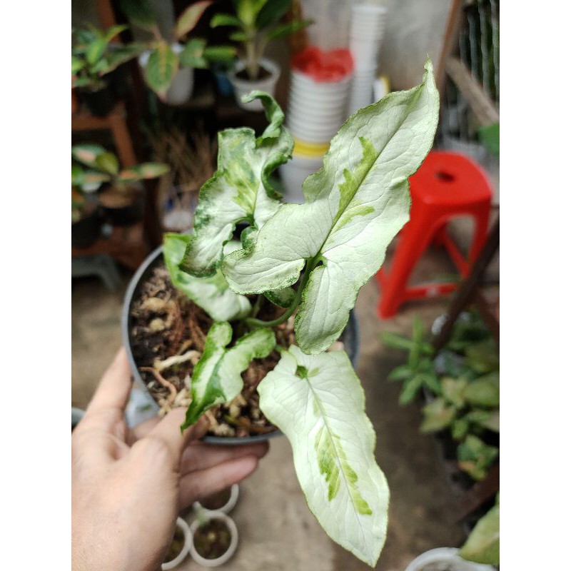 Syngonium marble/threeking