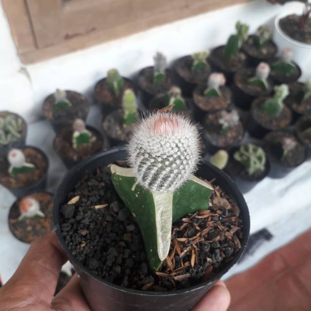 Tanaman Hias Sekulen/Kaktus Mini - Pohon Kaktus Mini