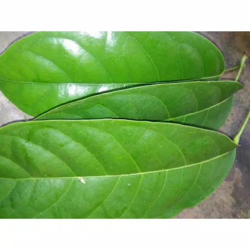 

Daun Hantap Segar Fresh 100Gram Murah