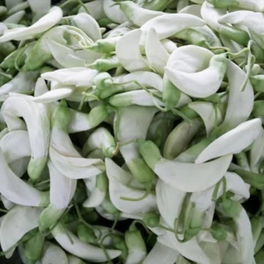 

Kembang Turi 1Kg