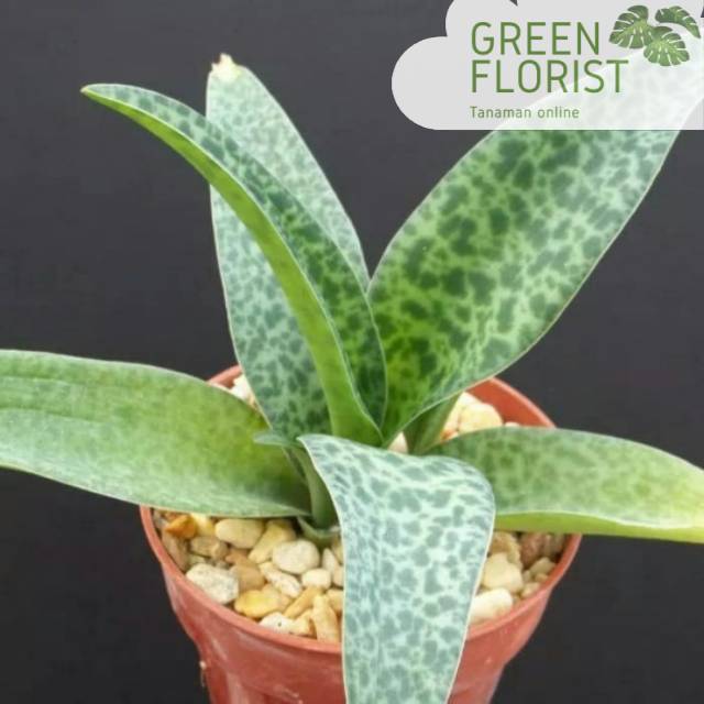 Tanaman hias lidah katak - drimiopsis - mucalata lidah katak