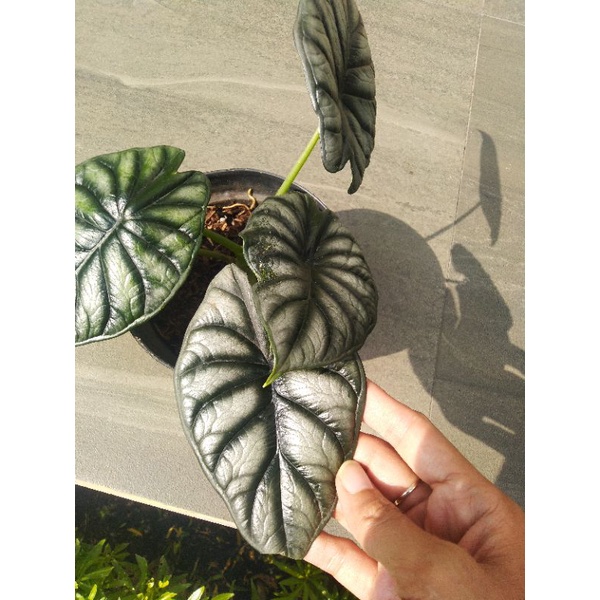 Alocasia Alokasia Dragon Silver - 5 Daun