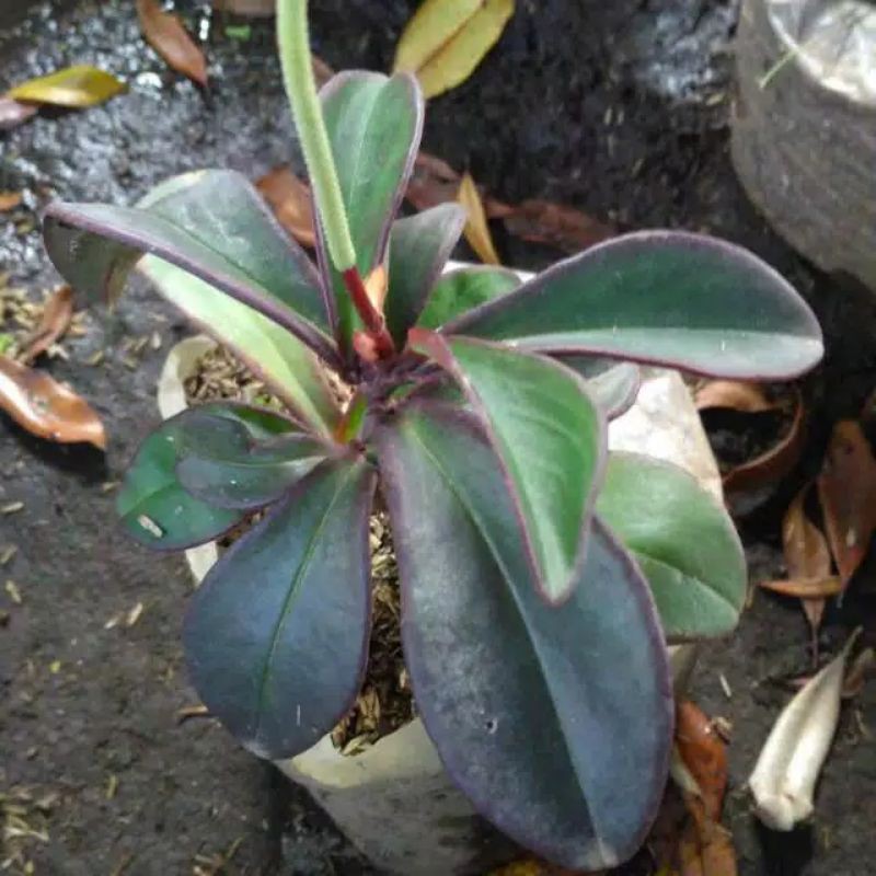 Teplan hitam/tanaman hias teplan hitam/aneka teplan